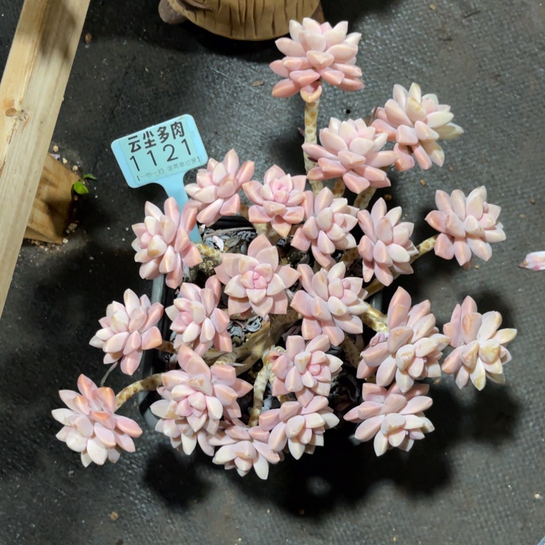 L***)云尘多肉一物一拍1121，