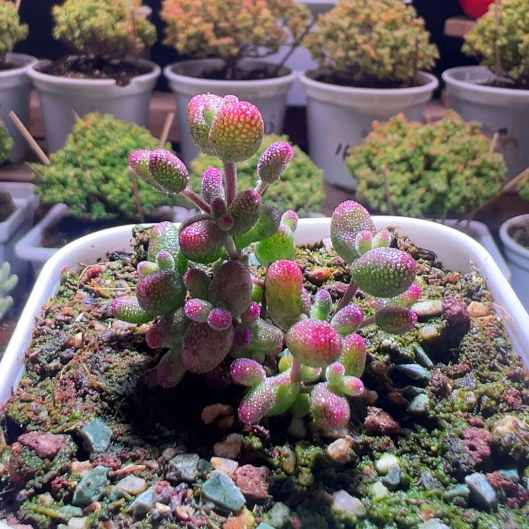 643花斑露一物一拍包开箱