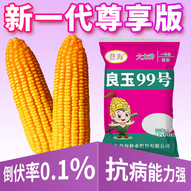一斗田 国审良玉99 高产玉米种子优质品种果穗均匀耐旱耐密植抗病
