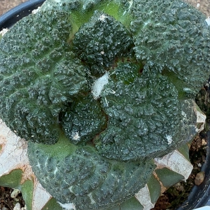 无花朵荔枝尤哥斯拉551