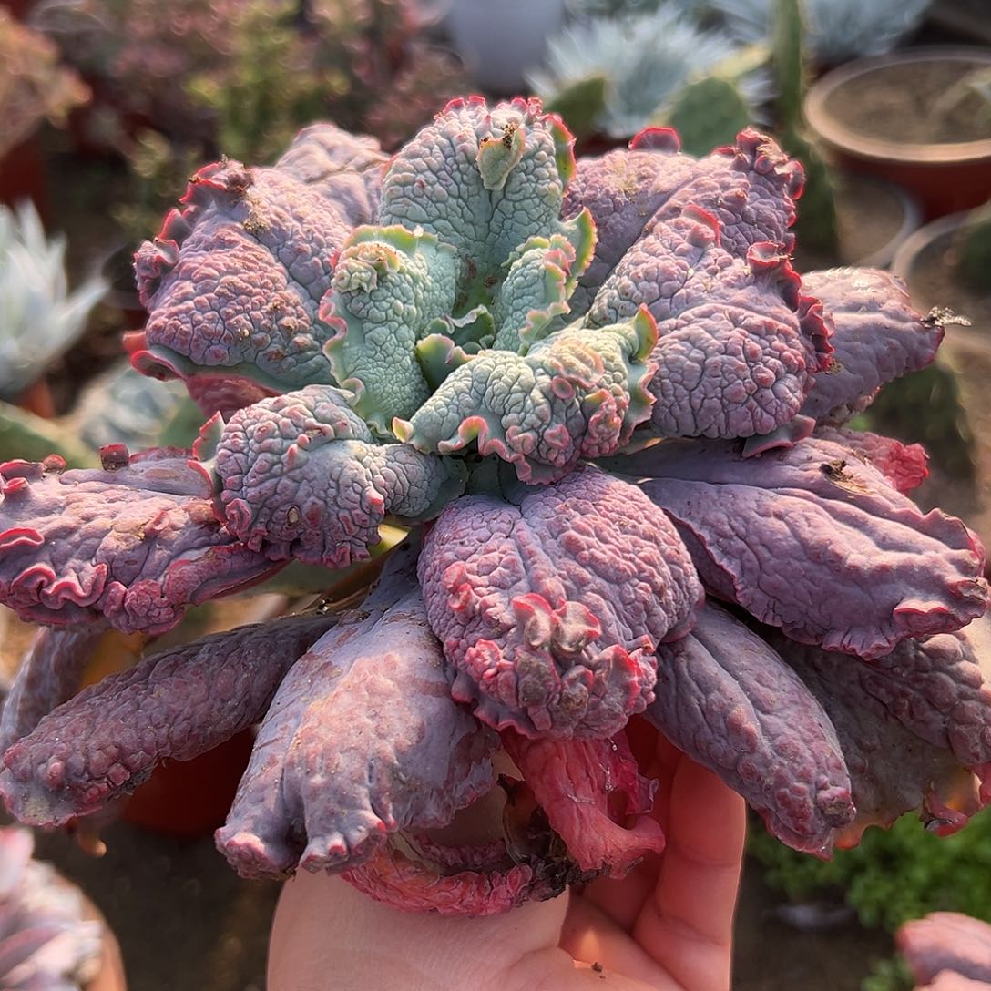 多肉植物狂野男爵