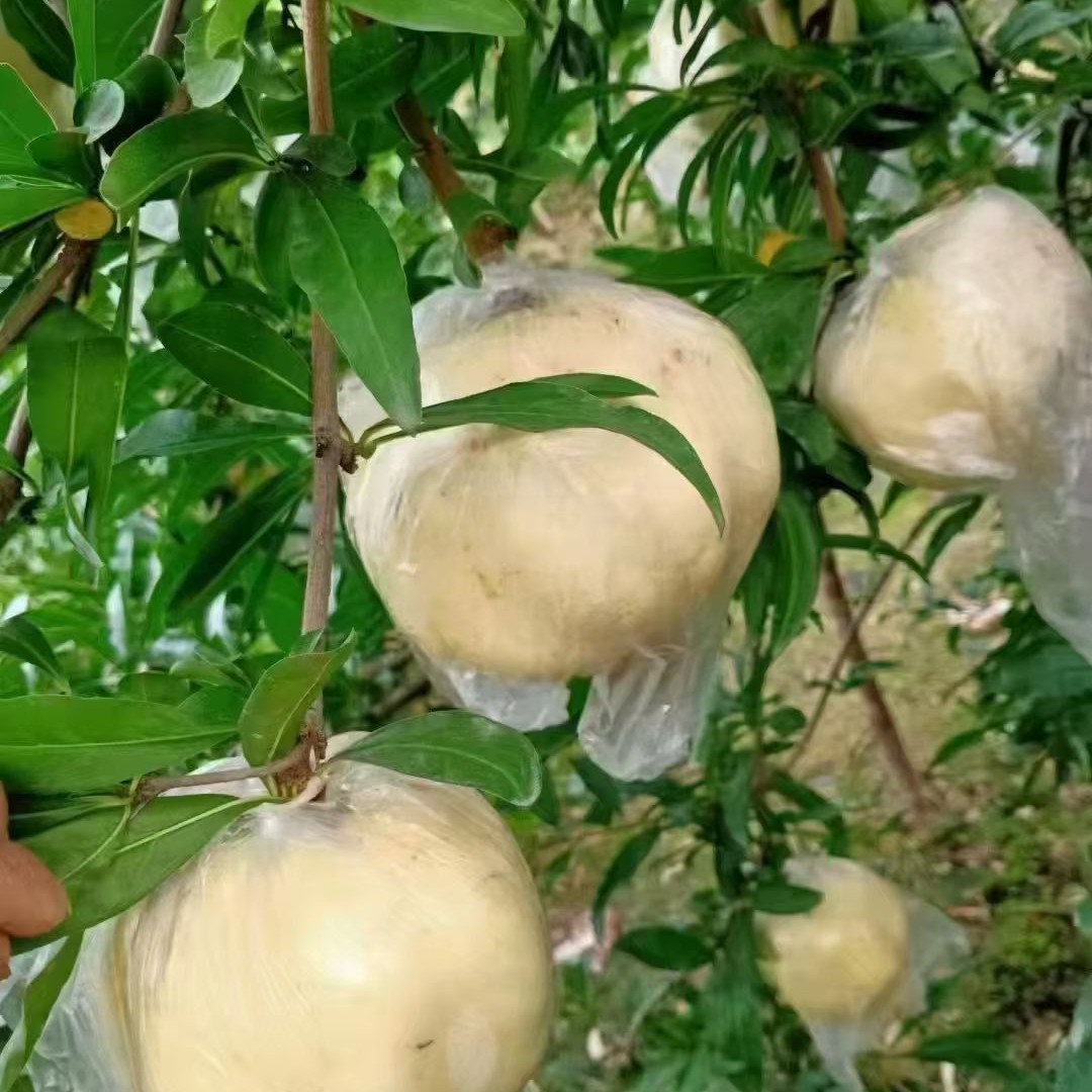 怀远头花白色玉石籽新鲜上市精品大果8两～1斤一箱10斤装