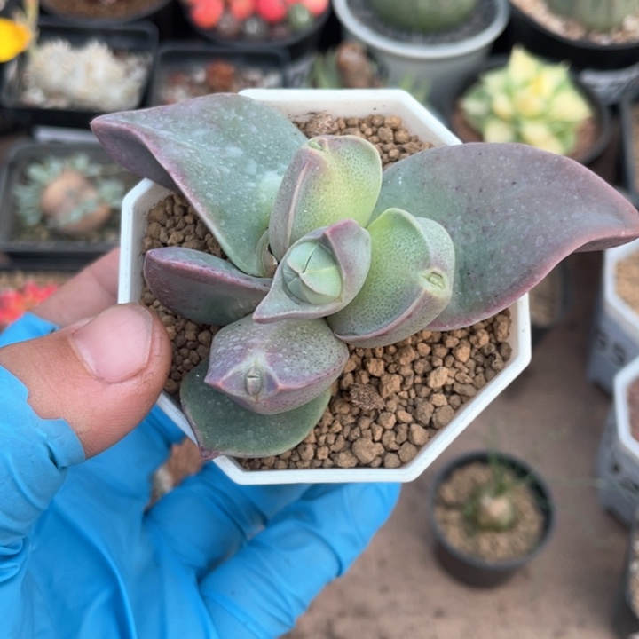 662多头植物一颗