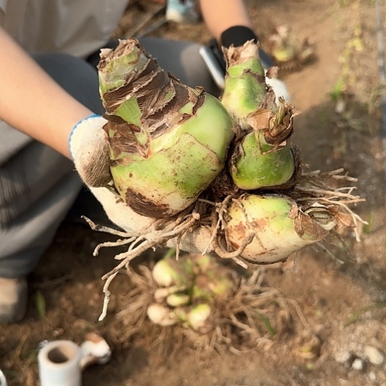 甜蜜妮芙3号8～9厘米 3个侧芽 开花包对版