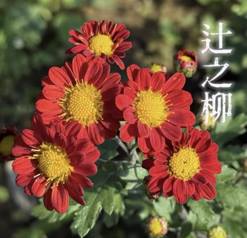 什之柳菊花盆景木本菊 带花苞发四季常绿庭院室内客厅阳台绿植