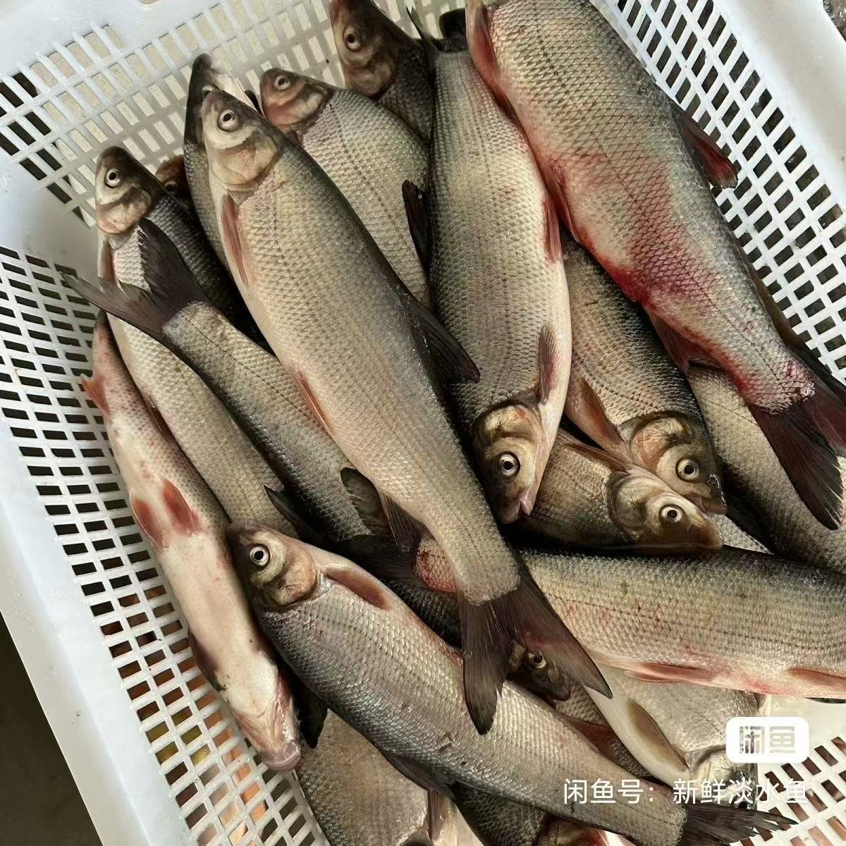 顺丰包邮野生青尾黄尾鱼