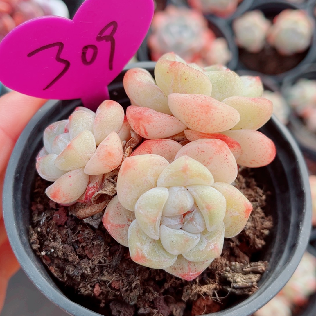 309号小老桩冰玉群