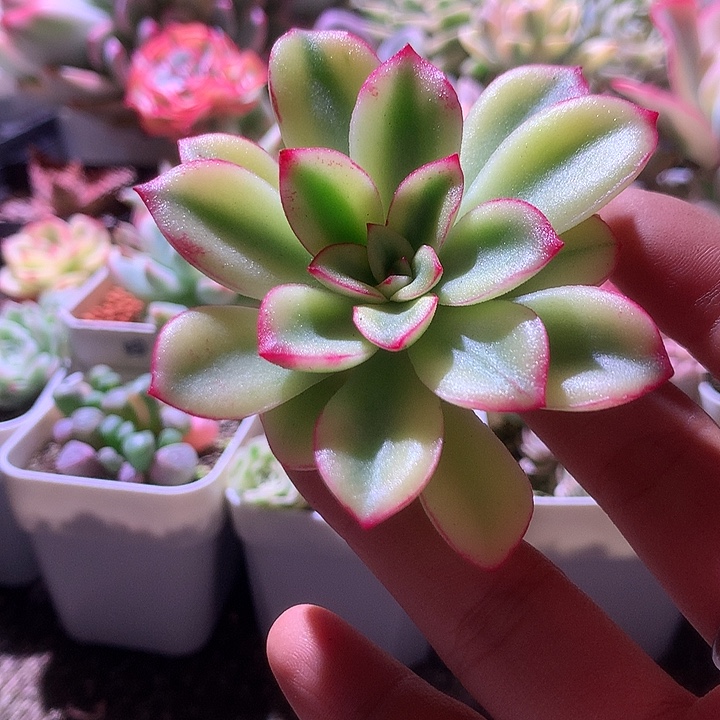 紫梦覆轮锦有根有