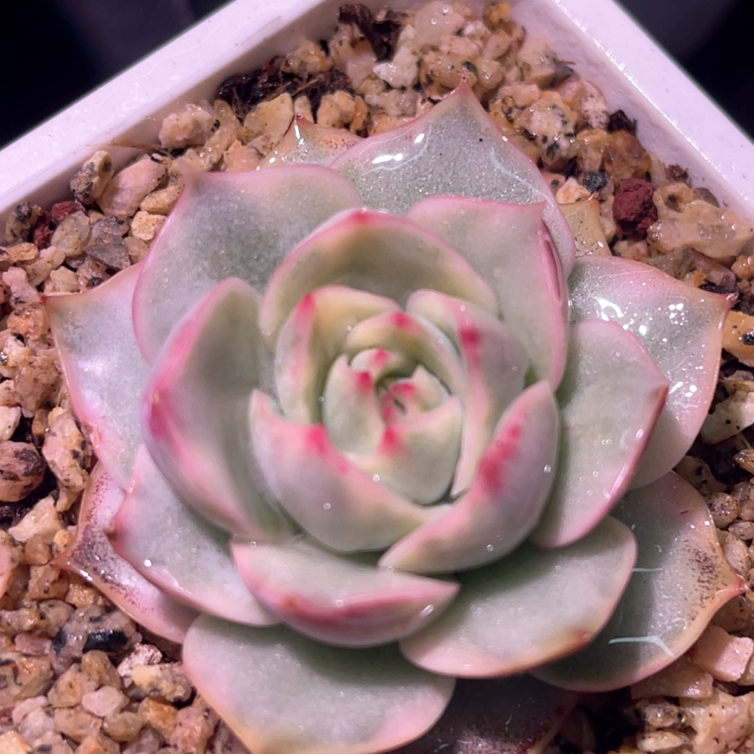 多肉特价粉色提示锦