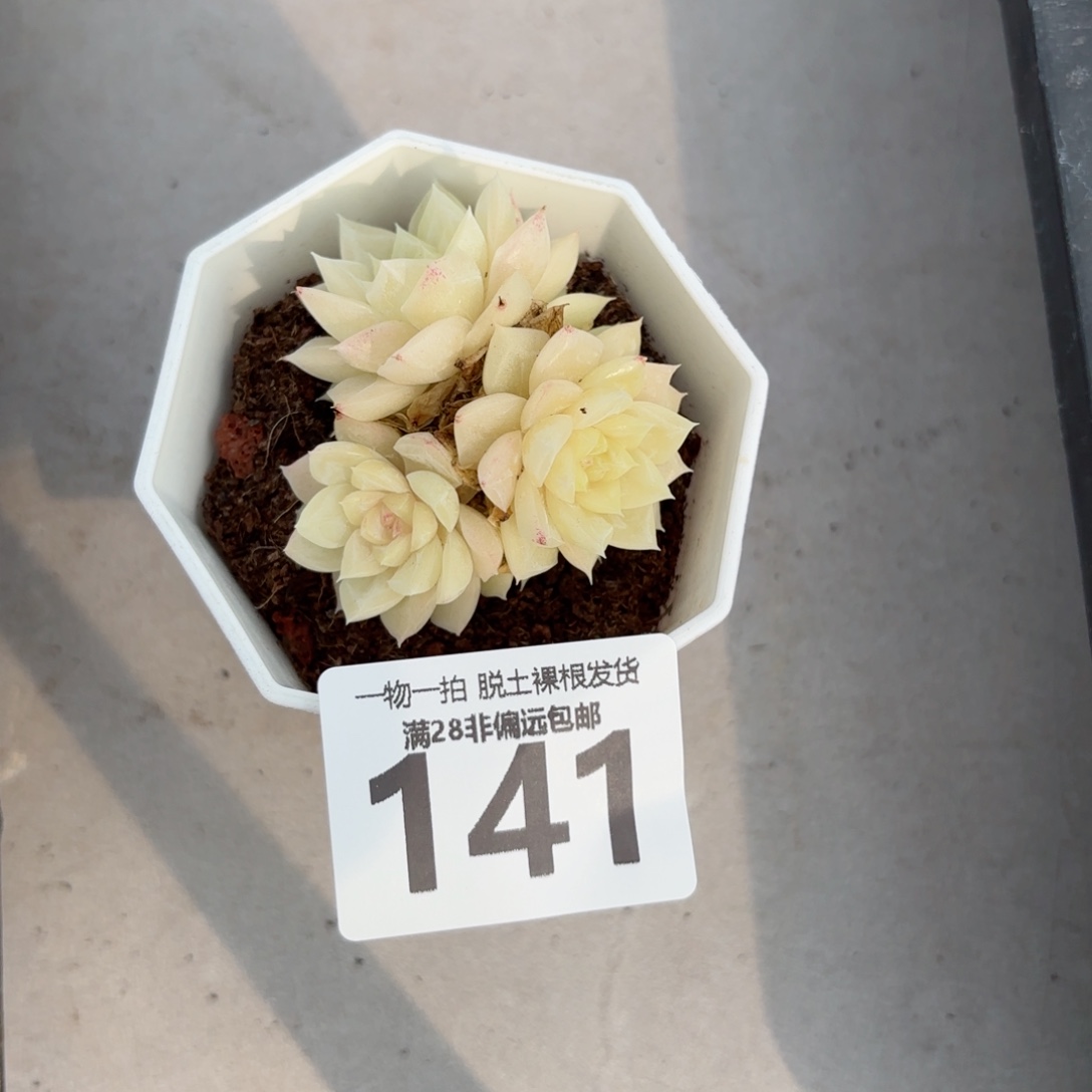 白天鹅麦秆无盆土发货