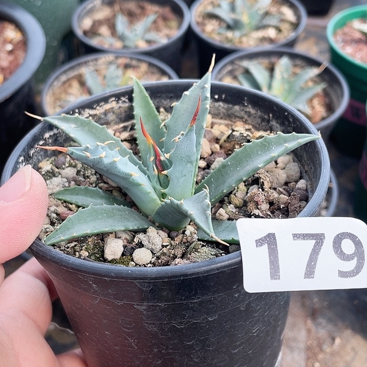 179曲刺妖岩龙舌兰