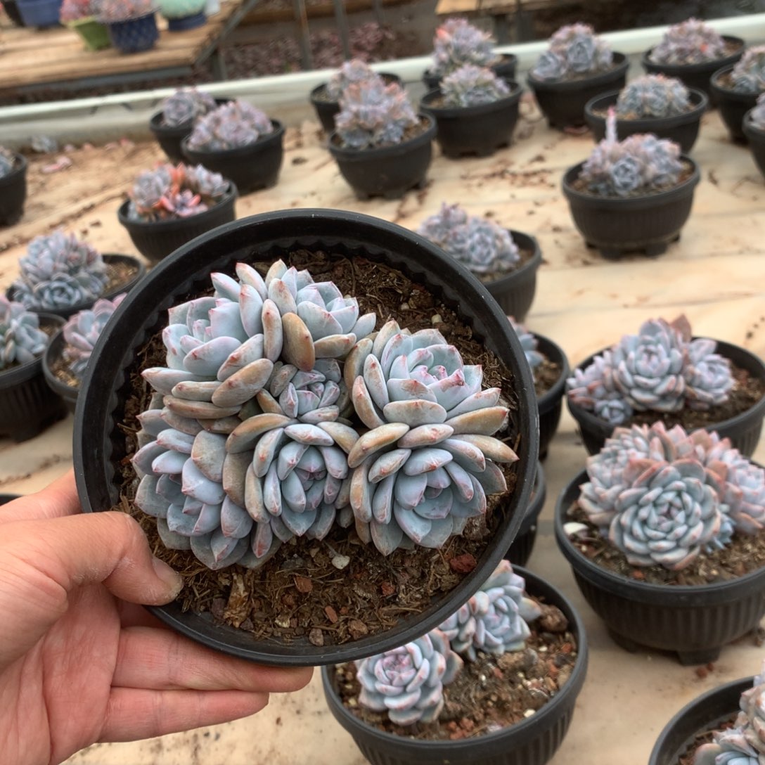 无花朵无砍哈哈哈哈哈哈哈哈34