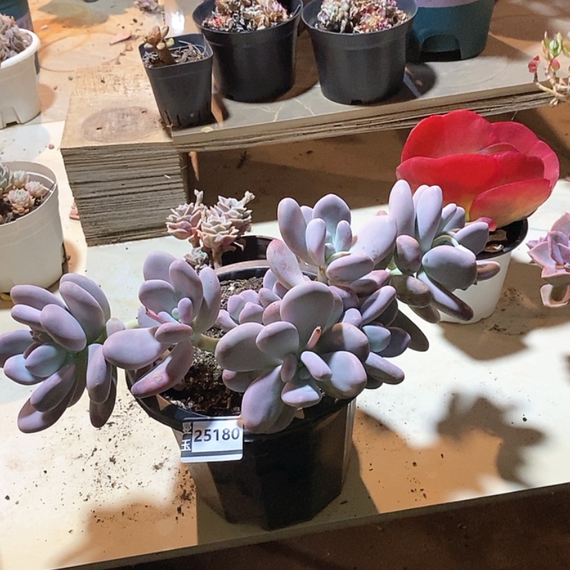 【闪购商品】大叶奶25180