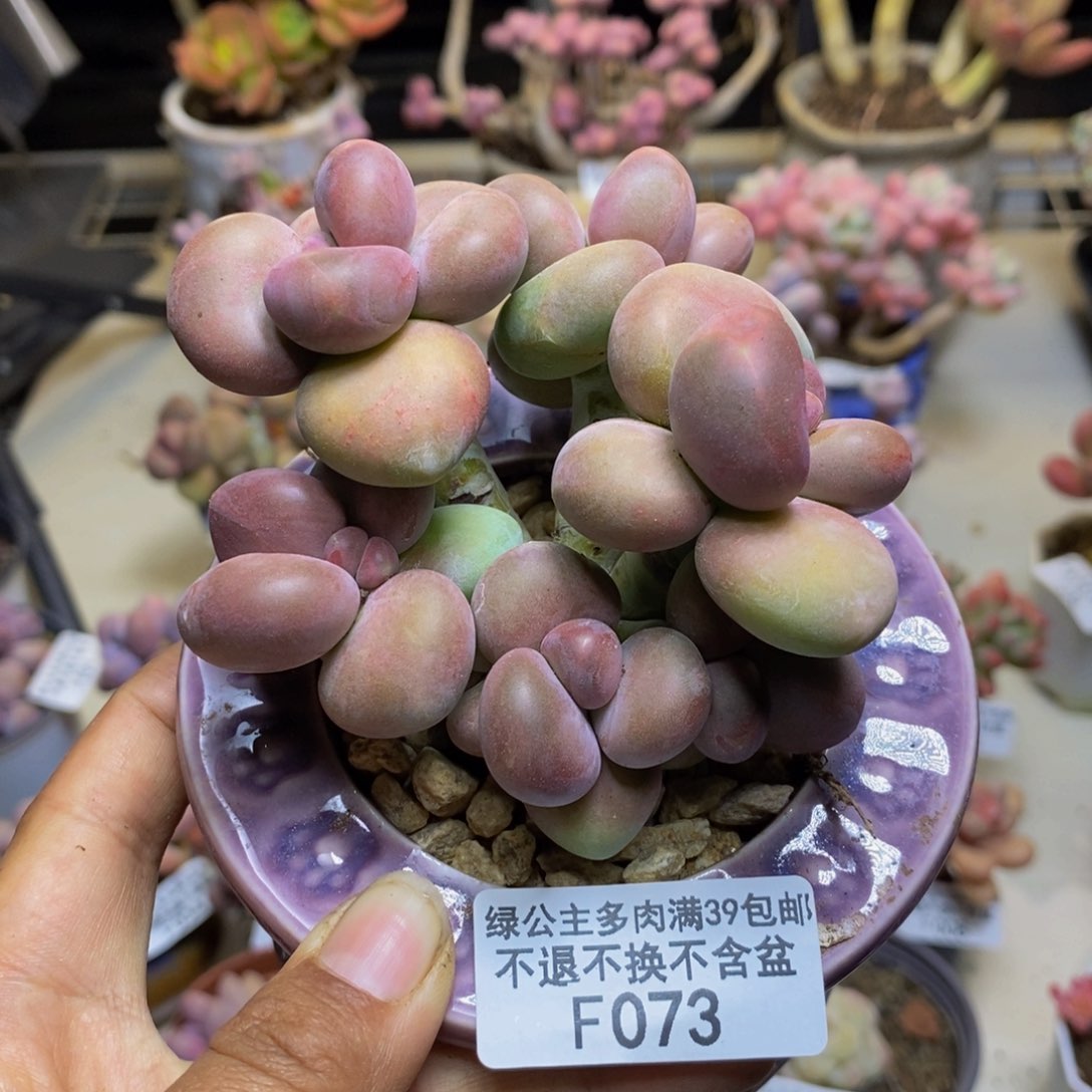 073芒果奶kk奶多肉8c m