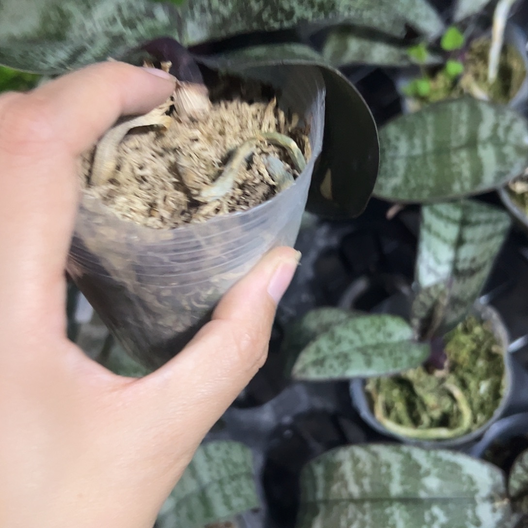 当前无花栽培后可以开花银叶交虎斑2.8瑕疵