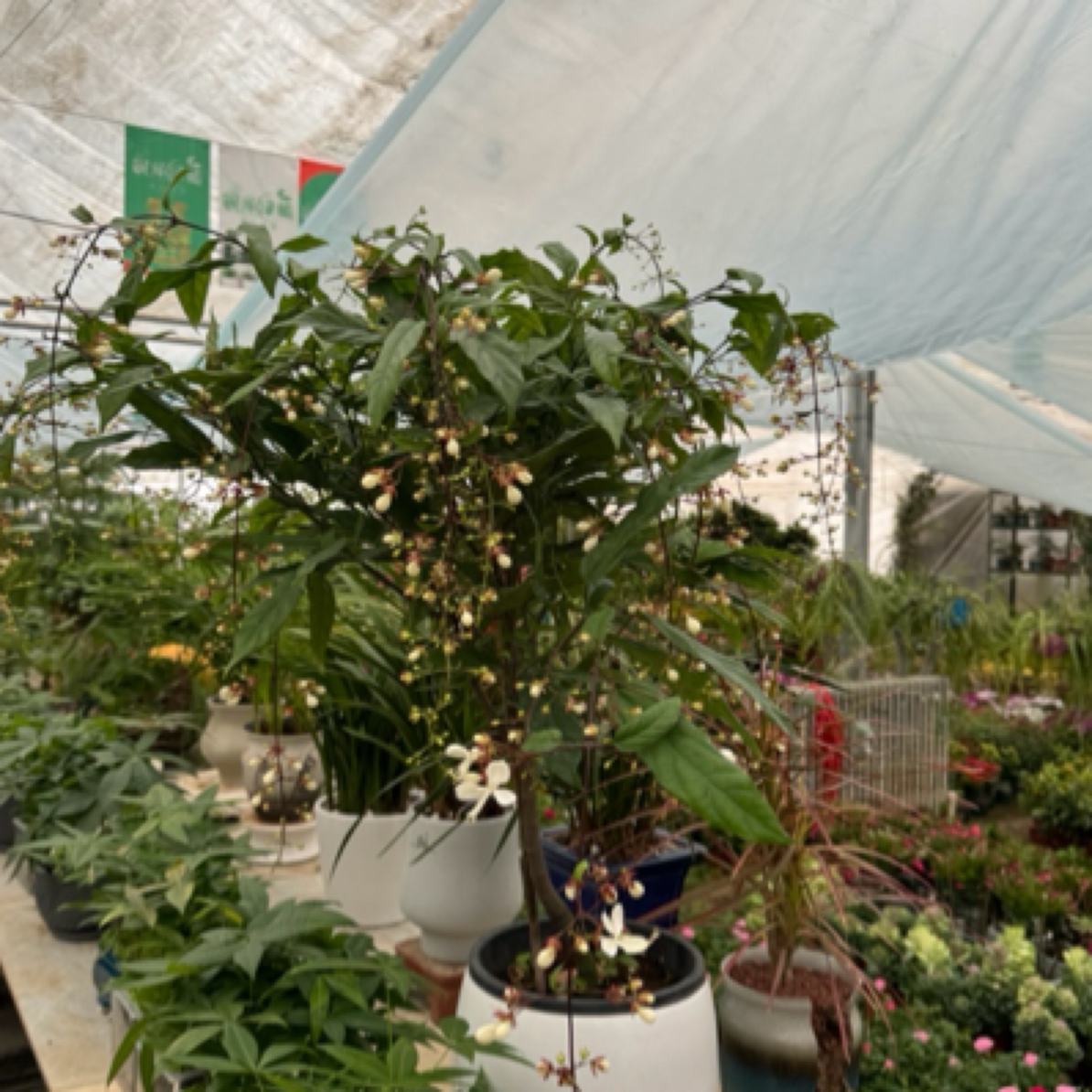 同城配送网红垂丝茉莉花卉绿植