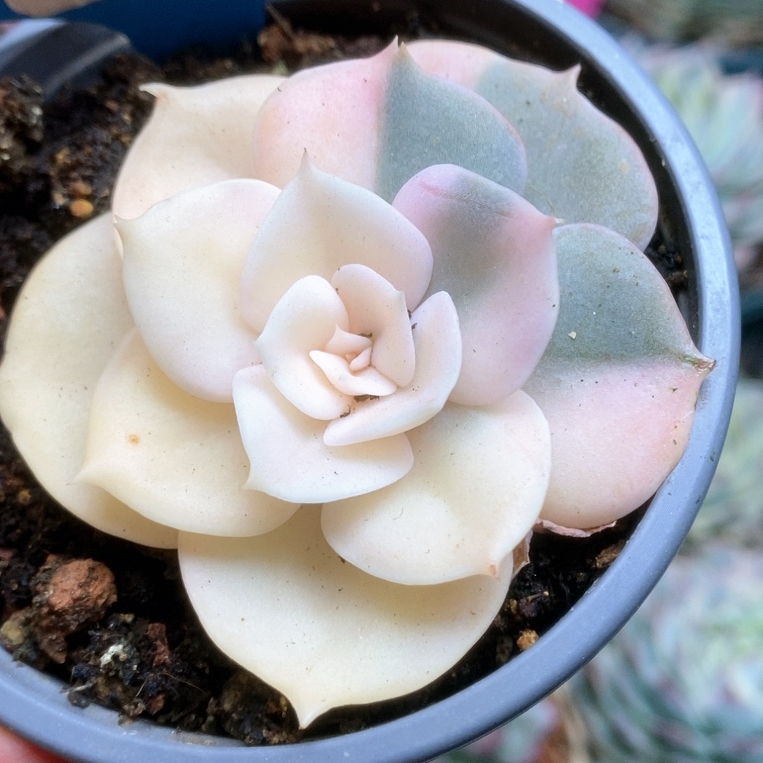 C274双子座锦锦锦锦锦锦