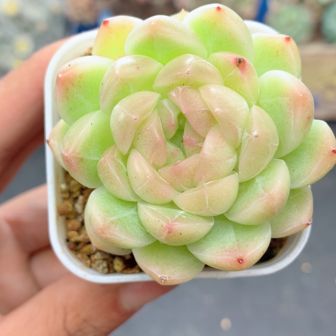 58包邮  群生不包整25