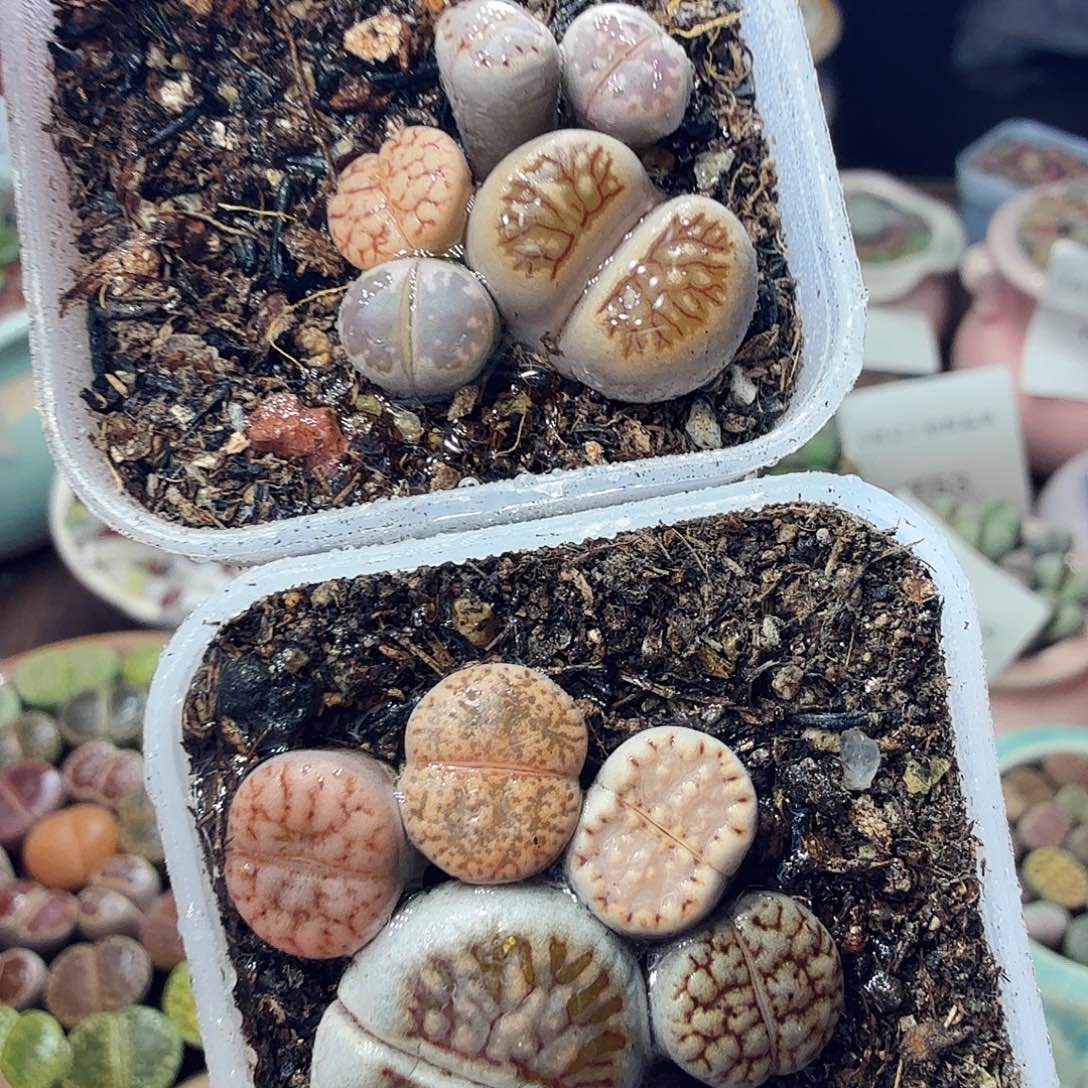 多肉植物福利冲冲啊759