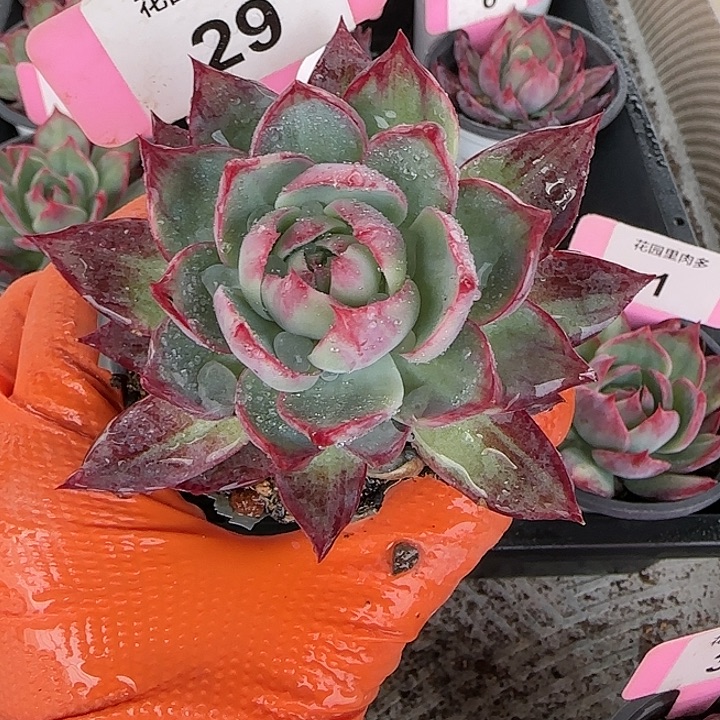 29 惊鸿仙子多肉植物6-9cm