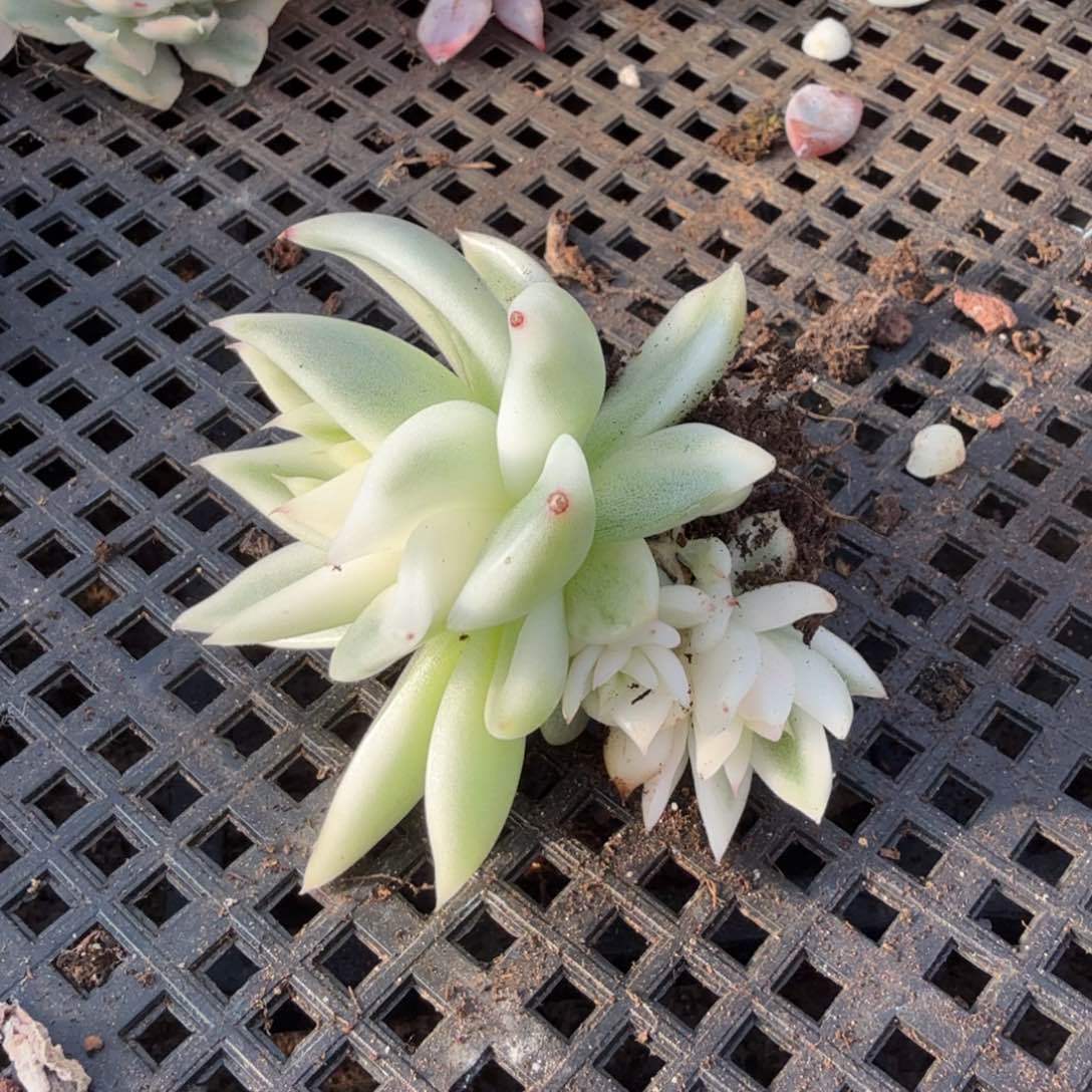 雪白锦腹欧你锦一刻的锦