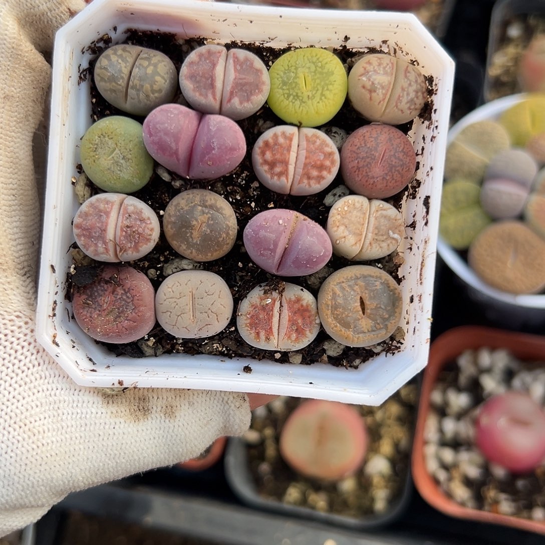 菊和白芍花开满山坡草地就会在