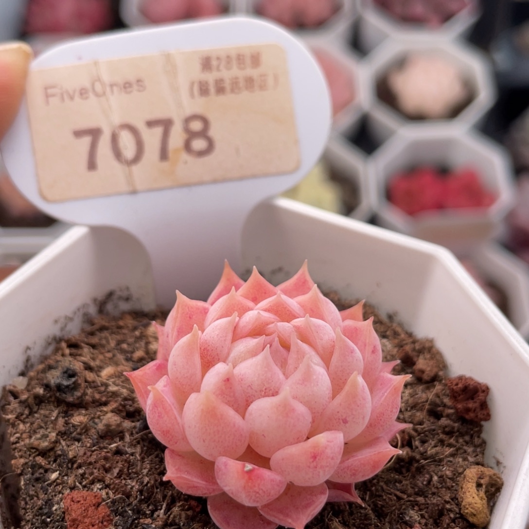 朱砂痣7078-3.0厘米