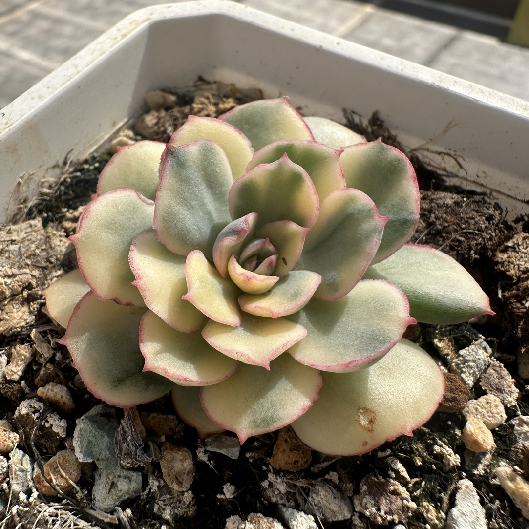 班若锦，多肉植物