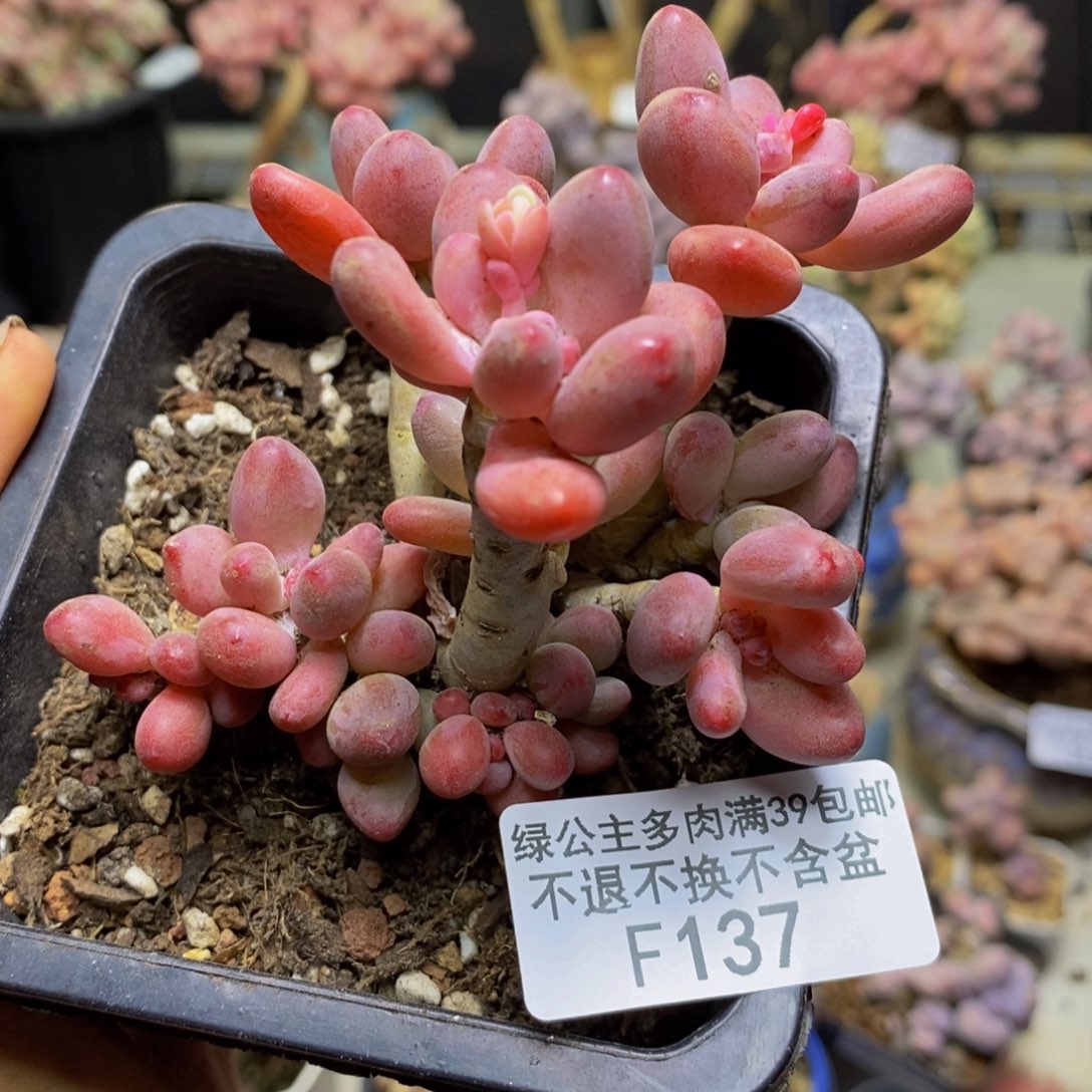 137樱花奶多肉有断枝