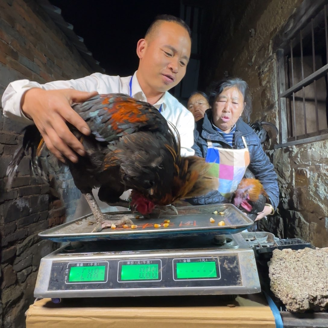 红瑶鸡农村土鸡0251