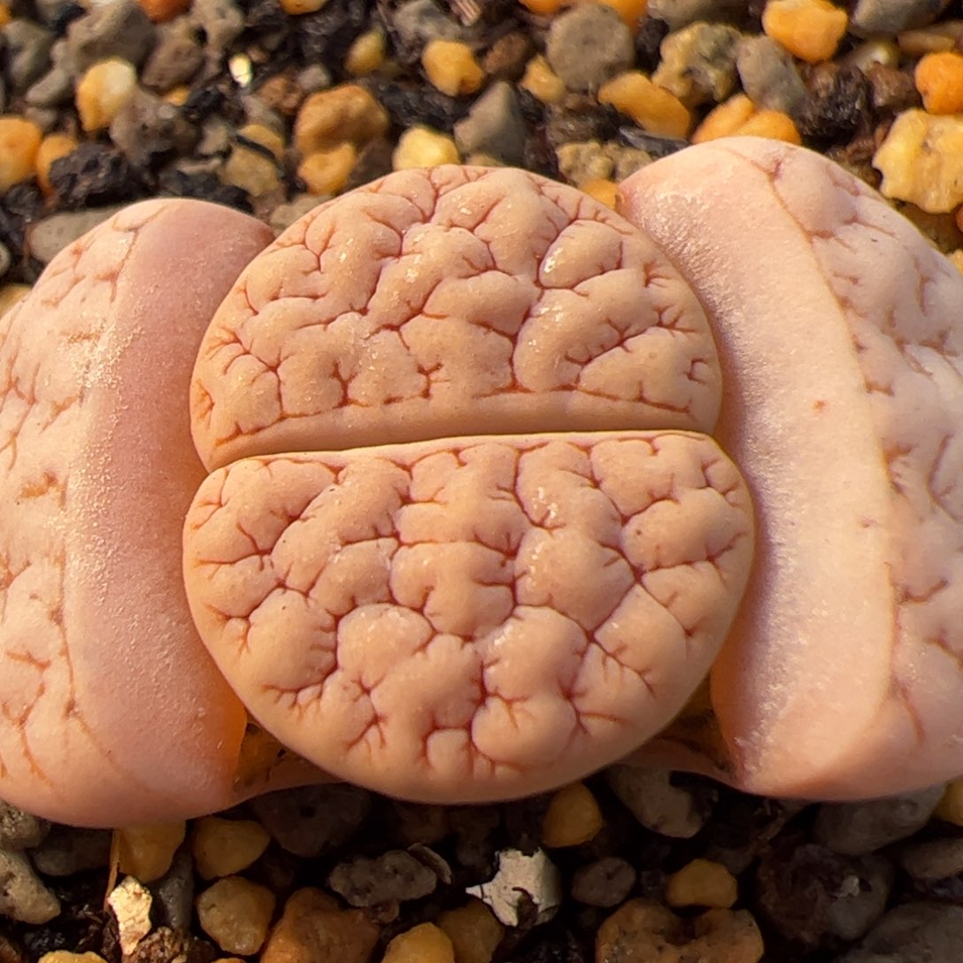 031号 Oz189多肉植物