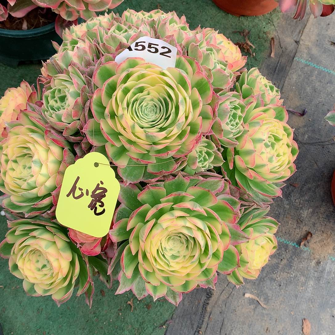 心*海仙多肉植物