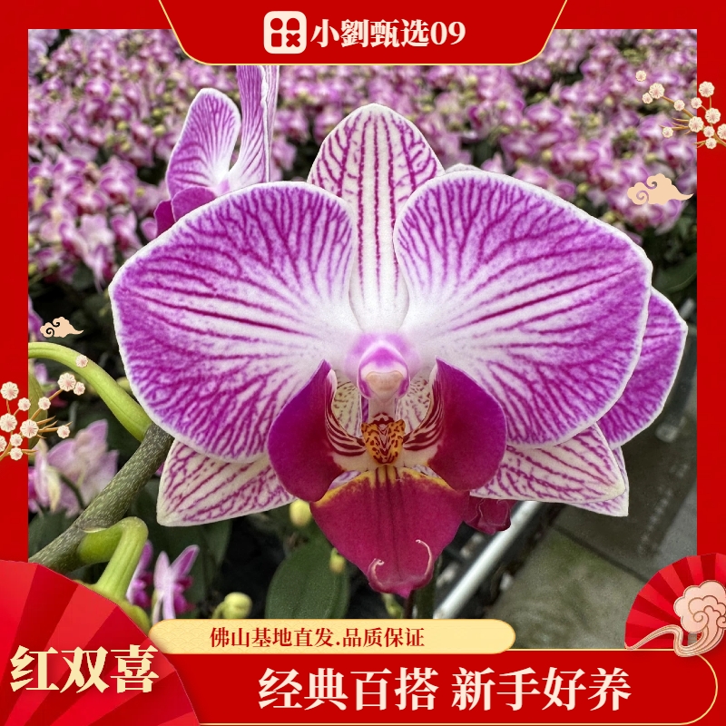 【红双喜09】组盆款精美蝴蝶兰花卉盆栽佛山基地批发直播次日达