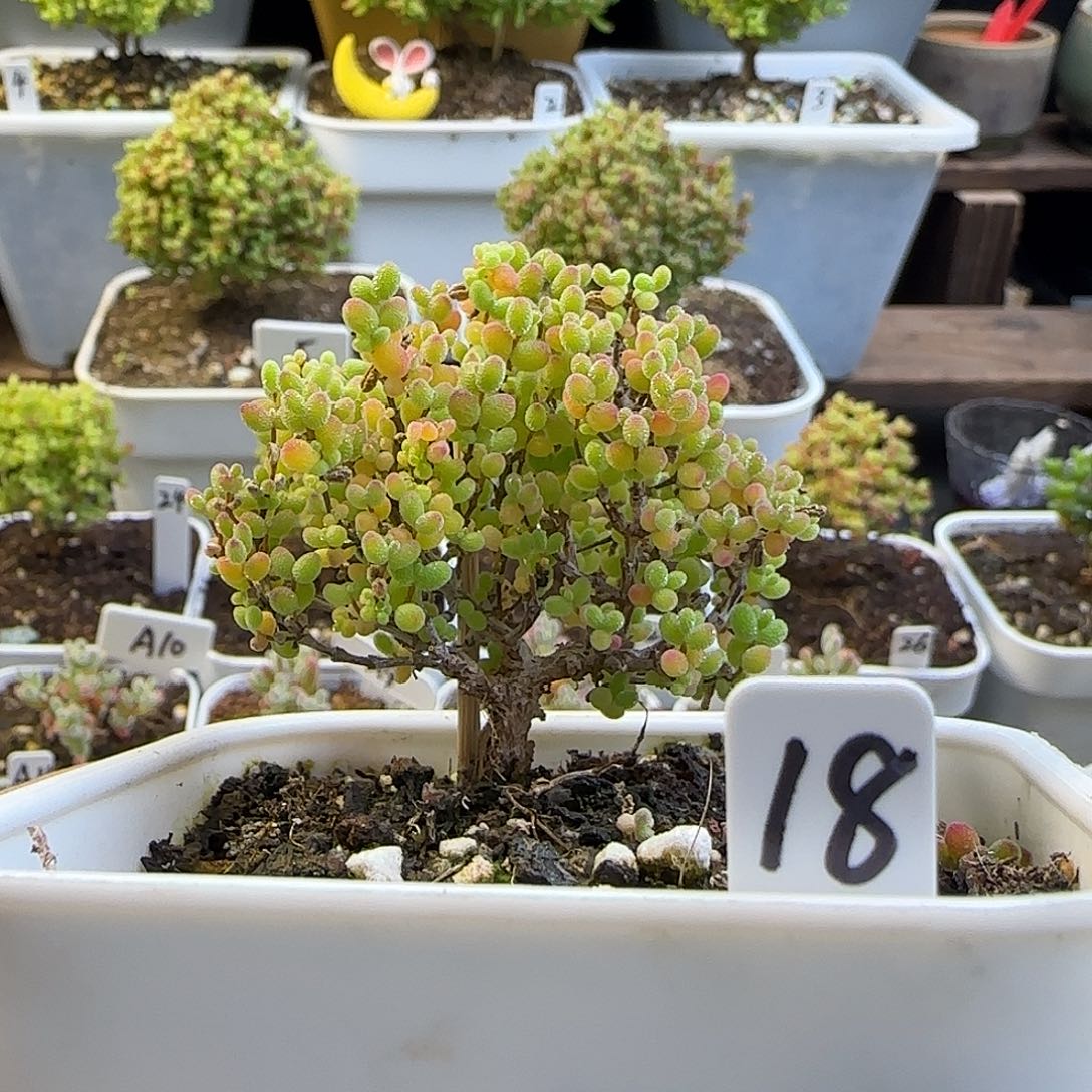 蜜橘糖球枝干番杏