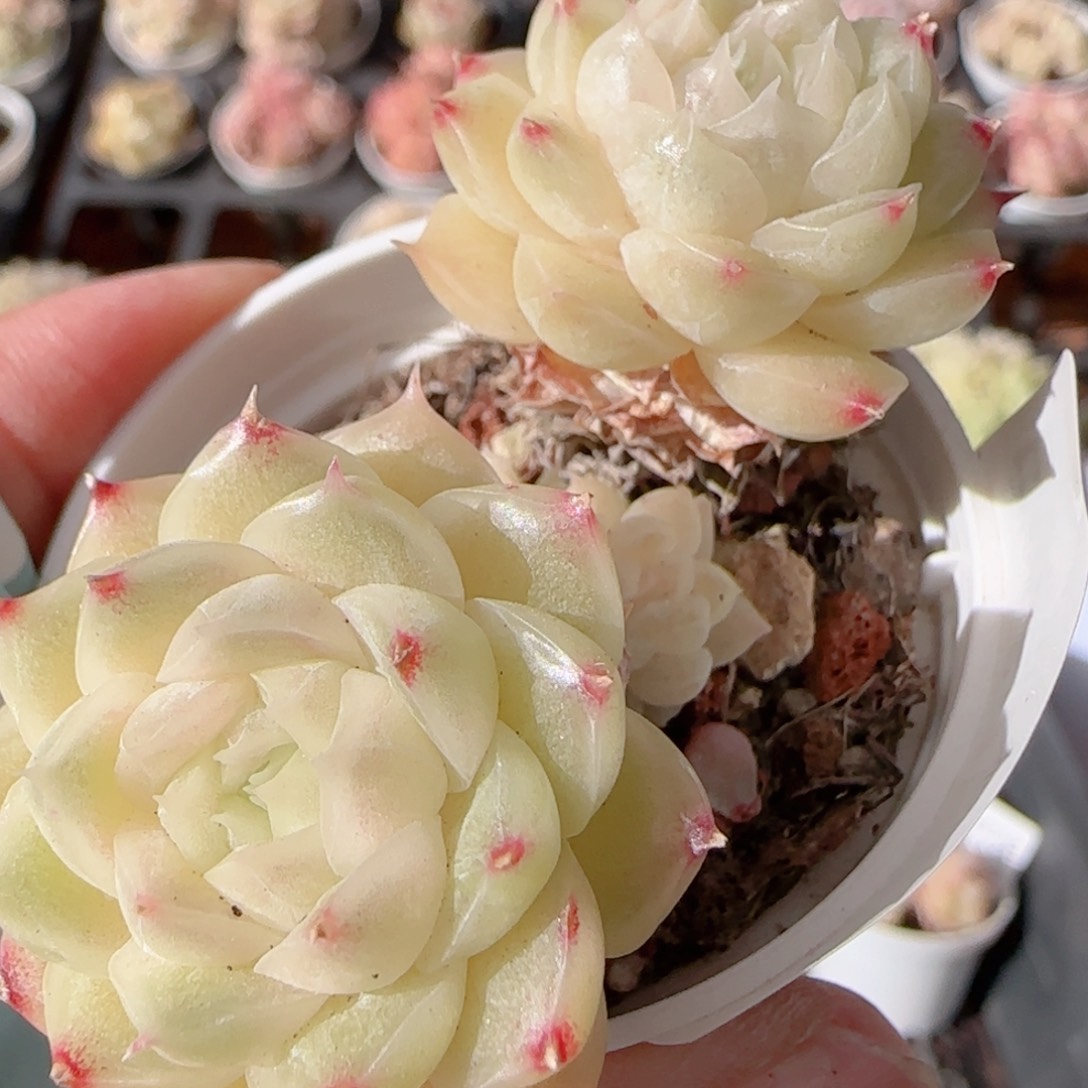 花语多肉1230-232散