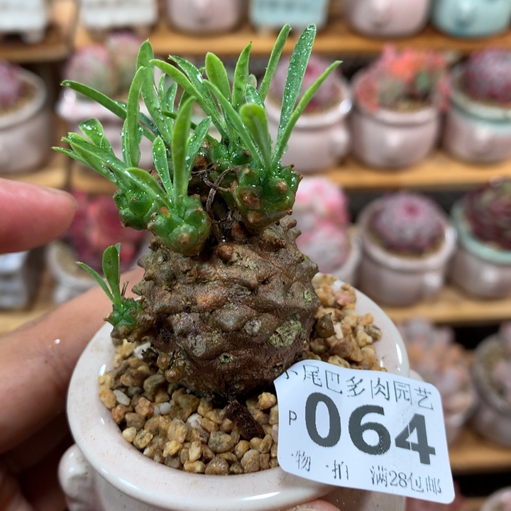 小尾巴多肉园艺5CM迷你拇指盆栽P064
