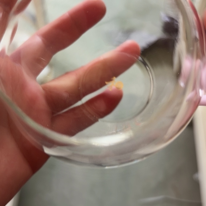 手工艺品玻璃玻璃茶器依然粉