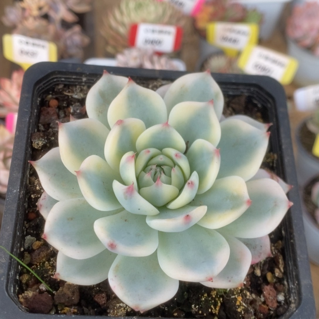 060吉娃娃锦锦锦锦锦锦锦