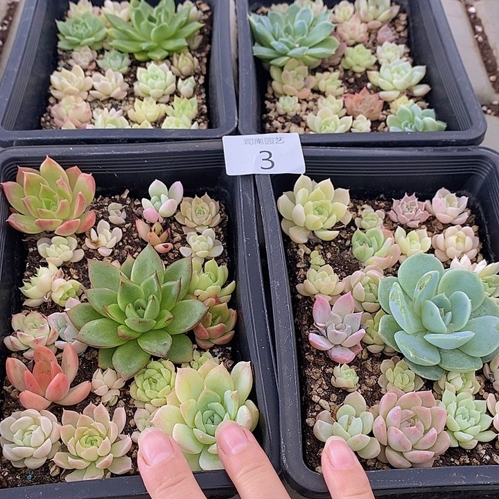 3 多肉植物盆栽花卉