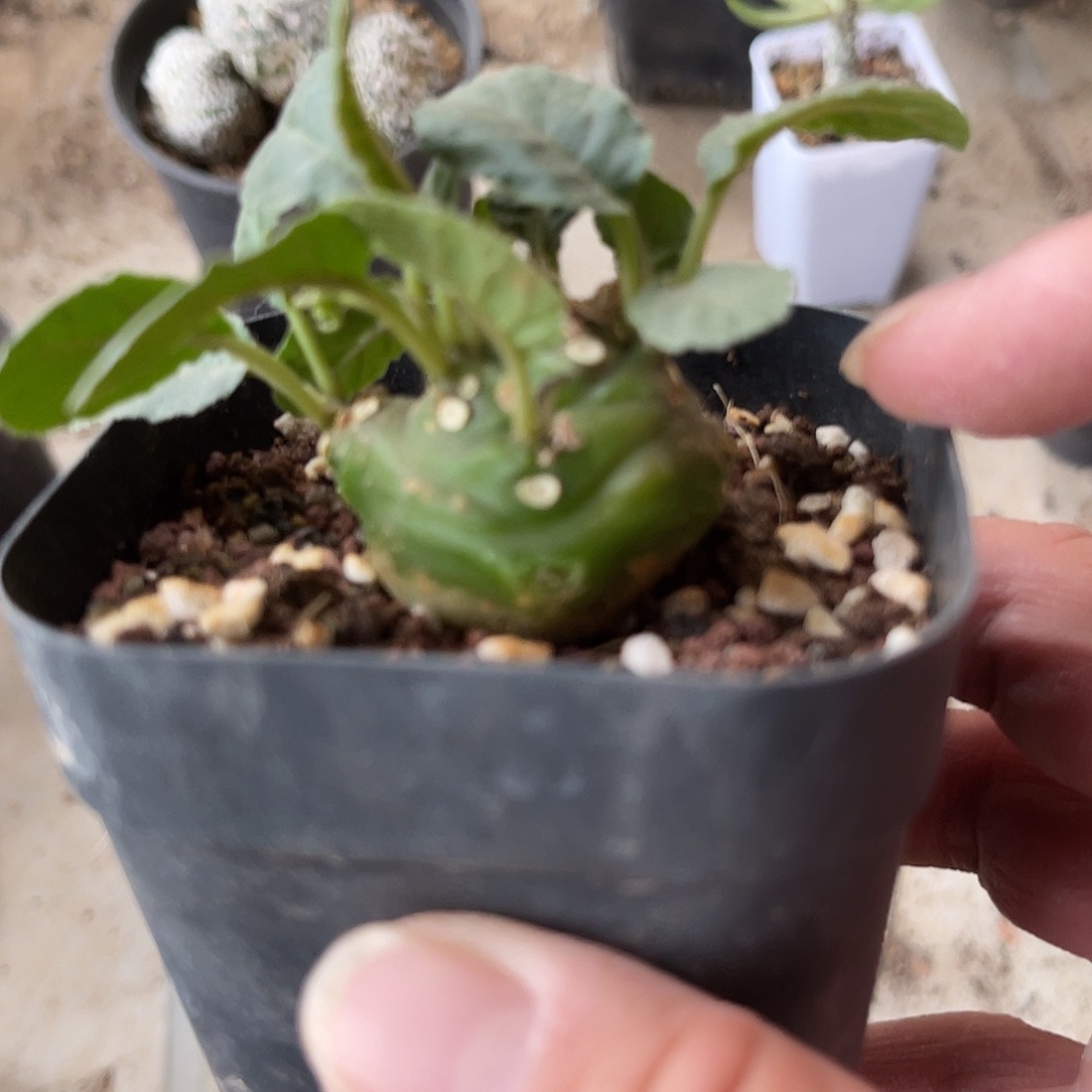 绵叶琉桑一物一拍