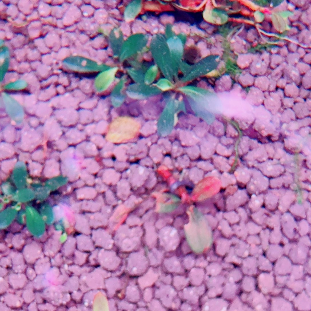 无花朵福利30好福利价植物一头