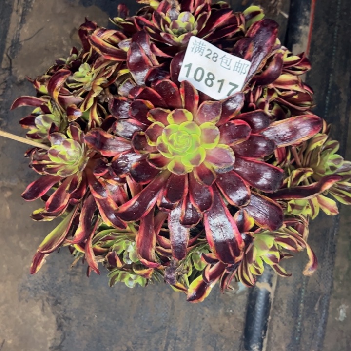 10817欧嘉多肉植物