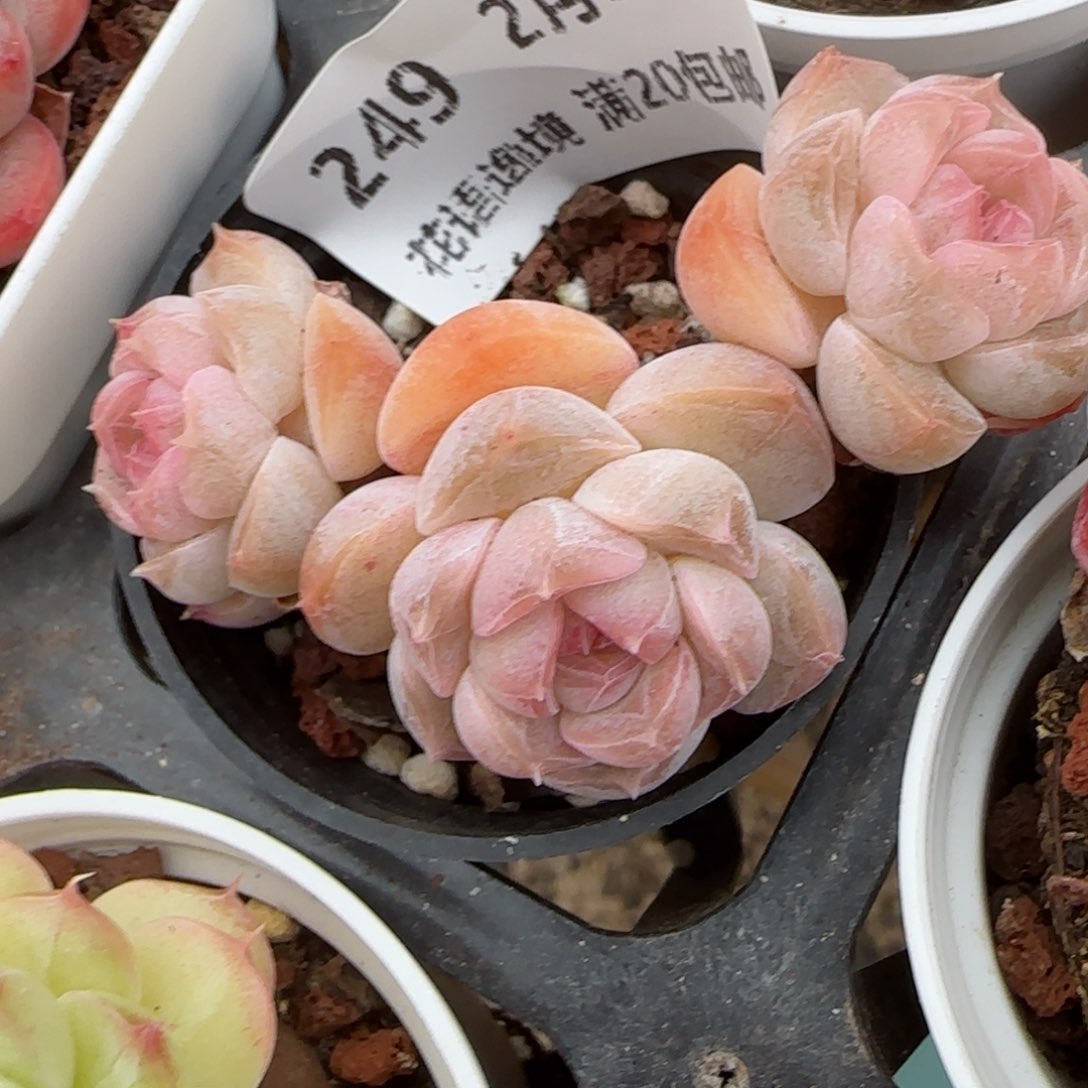 花语逸镜0207-249