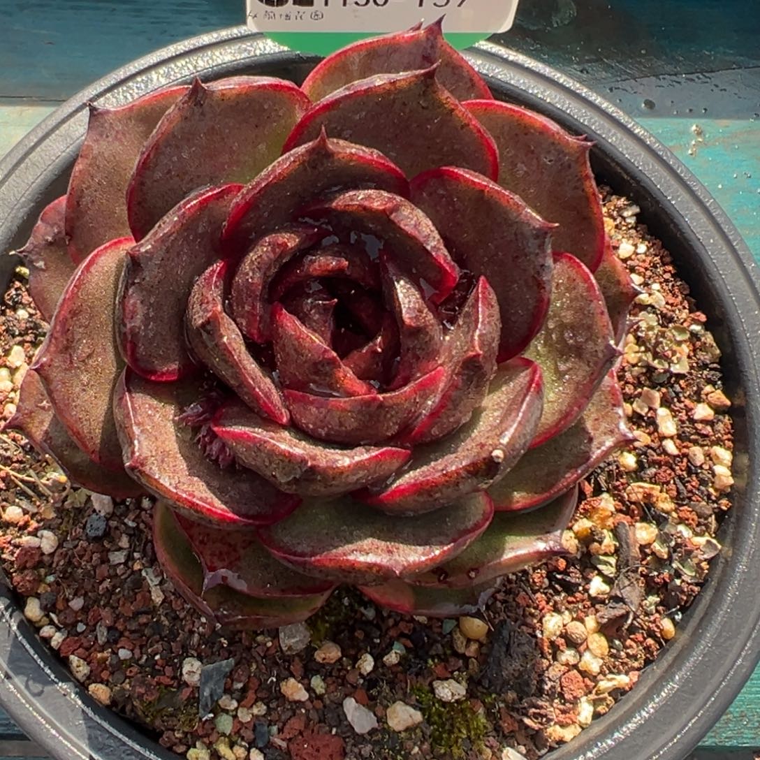 从前慢花园多肉编号1130-157