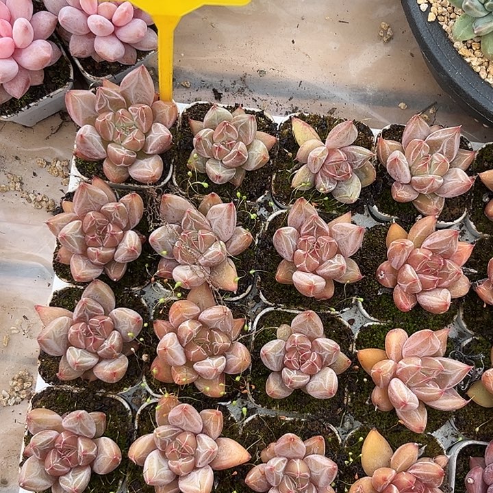 多肉植物魔王个体量拍203