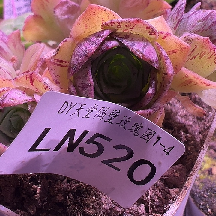 *****露妮520妖姬纹笙箫默侧芽 摔伤下播福利