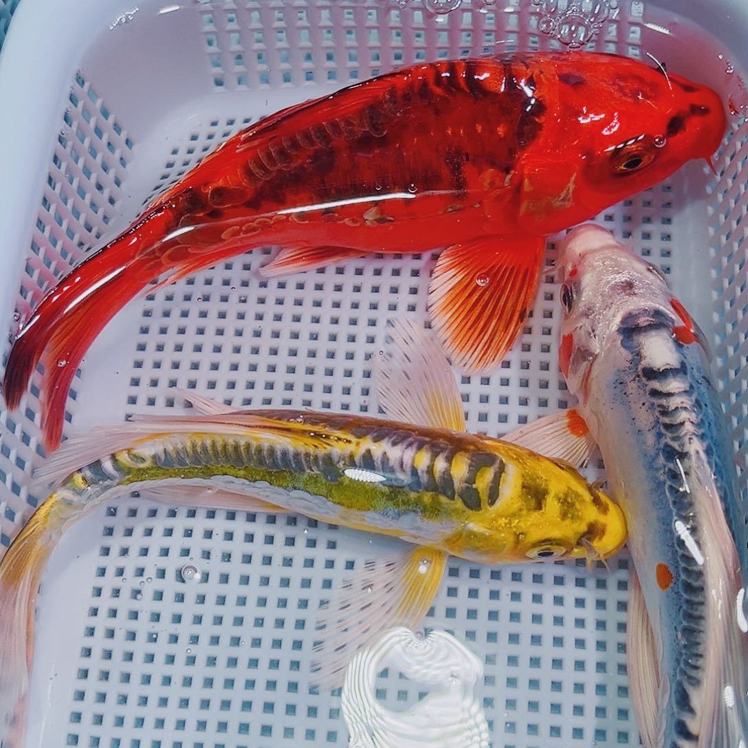 锦鲤锦鲤冷水鱼观赏鱼115