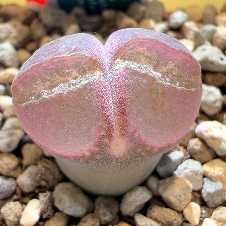 532。 优选红宝石，炸窗限定福利。  