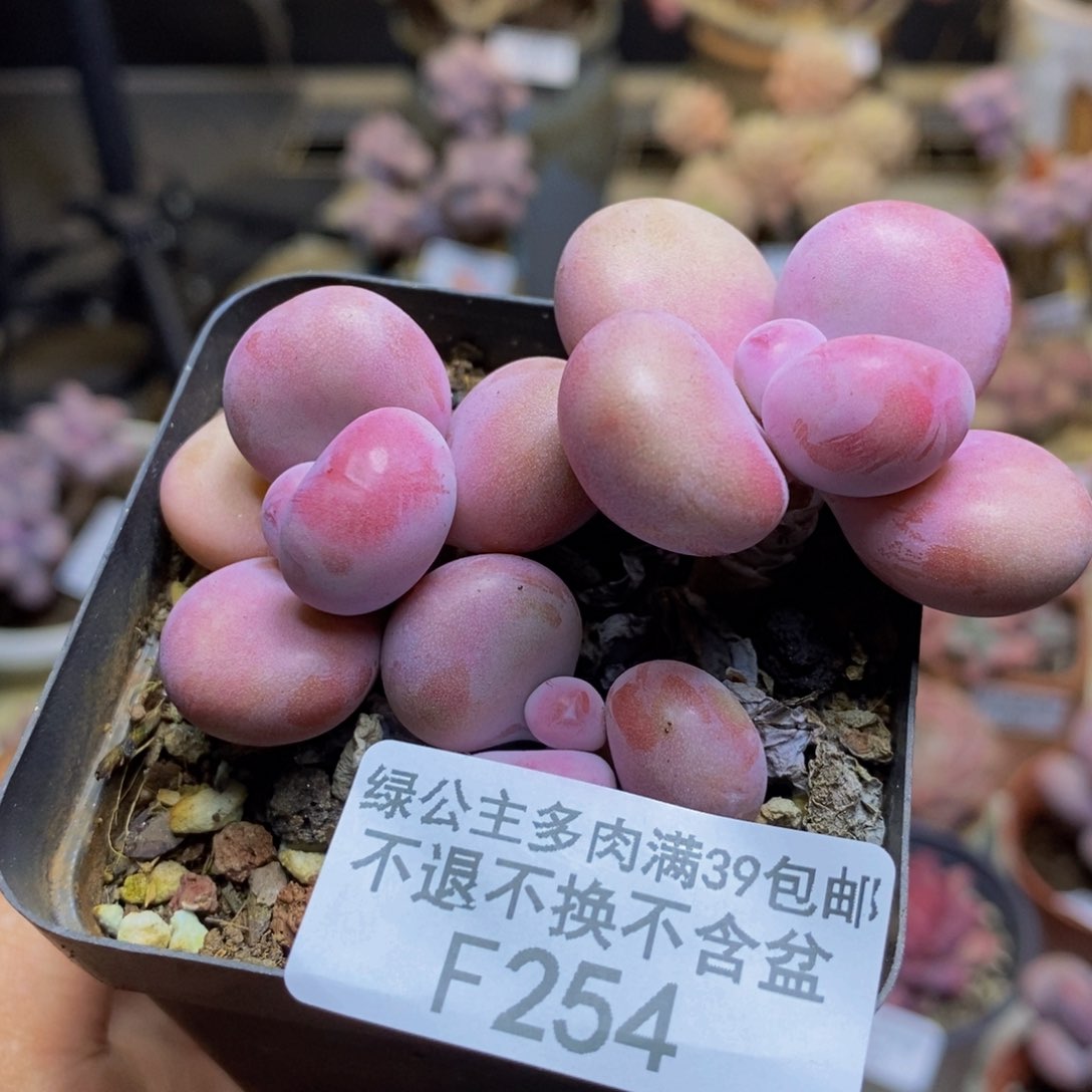 254腰子桃蛋多肉5c m