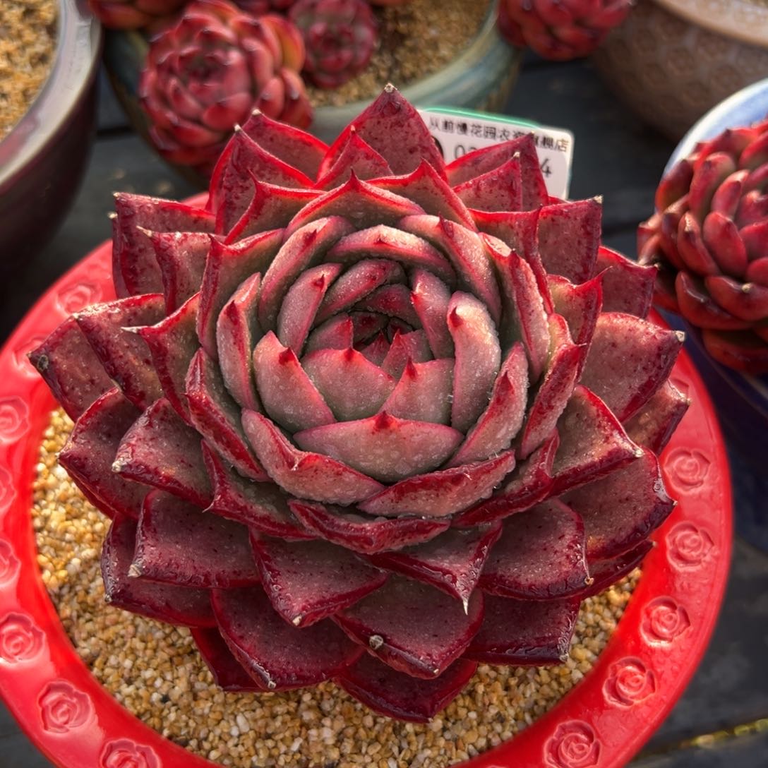 多肉一物一拍0218-24